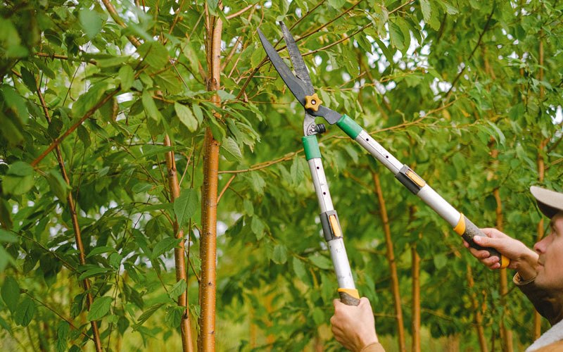 Tree trimming in Springfield, WV